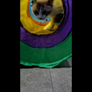 Interactive Cat Play Tunnel Toys - Colorful and Foldable for Fun and Engagement