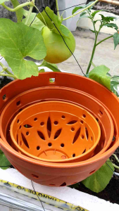 chậu nhựa trồng lan giả đất nung phi 14cm 18cm 21cm