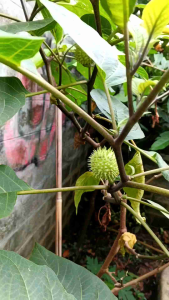 Buah Kecubung Wulung: Makanan Sehat yang Mudah Dibawa