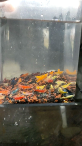 Udang Hias Aquarium Aquascape Mix color paket Hemat 50 dan 100 ekor Hiasan Aquarium Aquascape