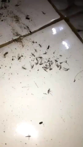 ธูปกำจัดยุงสมุนไพร แพ็คจุใจ 1ก.ก. ได้ผล 1000%