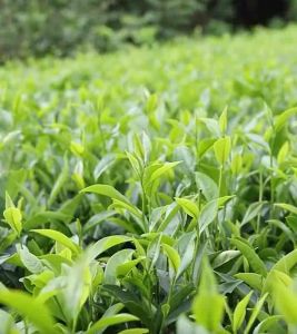 ชาทิกวนอิม Tieguanyin 8 กรัม x 15 ซอง 铁观音 ชาจีน twotonetea