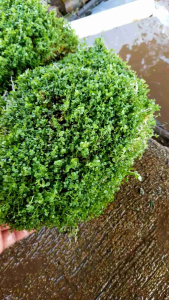 monte karlo medya karpett tanaman aquascape