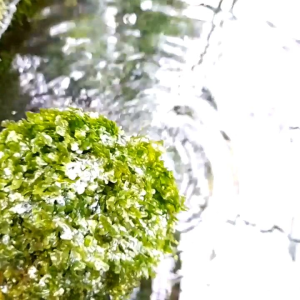 mos peliya ager medya batok kelapa tanaman aquascape
