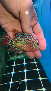 Flowerhorn kamfa f2 male 3inch male fish luohan kamfa f2 花罗汉金 f2 pellet trained