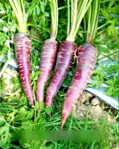 (KEMASAN PREMIUM) BIJI/BENIH WORTEL UNGU/PURPLE CARROT