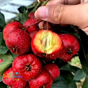 2 BUTIR BIJI/BENIH TANAMAN HAWTHRON BERRY