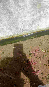 cryptocorine plamingo pink tanaman aquascape
