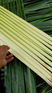 Janur Kelapa Daun Kelapa Janur Kuning Janur Hijau 100 Lembar Siapa Kirim Langsung