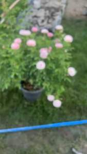 กุหลาบเลื้อย-พิงค์ซัมเมอร์สโนว์ Pink Summer Snow (กระถาง 12 นิ้ว)  สีขาว-ชมพู หนามน้อย ดอกเยอะ เลี้ยงง่าย