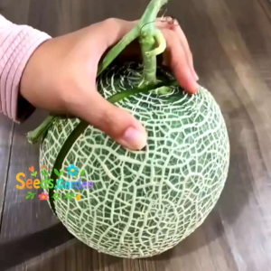 15 BUTIR BIJI/BENIH TANAMAN ROCK MELON OSAKA