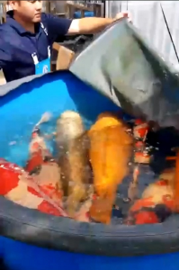 10 kg Cám cá koi Nhật Bản Aqua Koi tăng màu tăng size