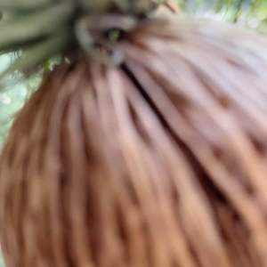 เคราฤาษี ชุด 10 พวง ไม้ฟอกอากาศ ประดับตกแต่งอาคาร บ้านเรือน ช่วยให้อากาศบริสุทธิ์ ดูแลง่าย ทนแล้งได้ดี