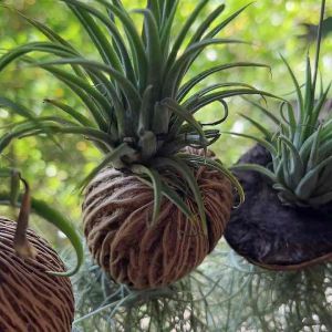 ต้นเคราฤาษีแขวน แต่งบ้าน ต้นไม้ฟอกอากาศ มีหลายแบบให้เลือก และ ปุ๋ยเคราฤาษี