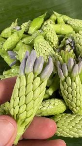 ดอกอ่อนผักตบทานได้ประโยชน์เยอะ(บรรจุ150กรัม)ส่งแบบไม่แกะฝัก