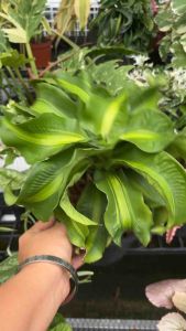 #ต้นวาสนากอบทรัพย์ หรือ #วาสนาเขาแกะ เป็นชื่อเรียก #ต้นไม้มงคล ชนิดหนึ่ง ซึ่งมีความเชื่อว่าหากปลูกไว้ในบ้านจะนำโชคลาภและความสุขมาให้. ต้นวาสนาชนิดนี้มีลักษณะใบเรียวยาว บิดเป็นเกลียว หันไปทางเดียวกัน และมีสีเขียวเข้ม. 