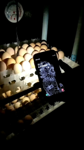 ไข่เชื้อสำหรับนำไปฟัก ไก่ไข่สายพันธุ์แท้ โรดไอแลนด์เรดอเมริกัน เซ็ท 6 ฟอง 120 บาท แถมกันแตกอีก 1 ฟอง รวม 7 ฟอง เลือดแท้ (ฟักออกดีช่วยบอกต่อด้วยครับ)]💥ติดตามร้านมีลดเพิ่ม💥