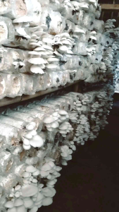 bibit Jamur putih f2 plastik jagung pecah