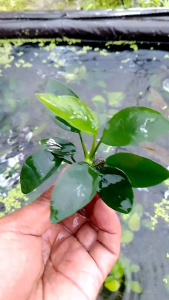 Tanaman Aquascape Anubias Nana: Hiasan Aquarium Tanaman Low CO2