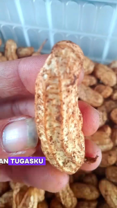KACANG TANAH MENTAH 1KG (Hasil Bumi Priangan Timur)