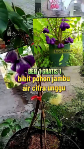 BIBIT TANAMAN JAMBU AIR CITRA UNGU🌱Varietas Asli Bergaransi.Dapatkan Harga Bibit Jambu Air Citra Ungu Terbaik Dengan Kualitas Premium Cukup Umur Akar Kuat.Sehat Dan Siap Tanam. Bibit Pohon Buah Jambu Air ini Sudah Berbuah Semua .Yuk Dicekout