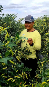 Cabe Rawit Absolut 69 10 Gr Tahan Virus dan Berbuah Lebat