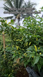 Fungisida Quintect isi 250 ml Quintect 105SC: Sistemik & Translaminar