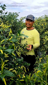 Cabe Rawit AKIYAMA kmsn 10 gr cabe rawit unggul tahan virus dan potensi buah bergerombol