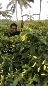 Fungisida Cabriotop 250 gr Cabrio Top® adalah fungisida sistemik yang bersifat protektif dan kuratif dan zat pengatur tumbuh tanaman berbentuk butiran yang dapat didispersikan dalam air untuk mengendalikan penyakit pada tanaman apel bawang merah cabai