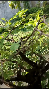 Corong Sambungan Penyiram Tanaman Ukuran 1 ins