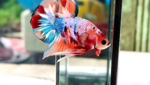 RBG (🔥 READYSTOCK / NO REQUEST 🔥) IKAN LAGA BETTA FISH MALE COMBO / TRIO 3 EKOR RANDOM PICK SHOWGRADE / HIGHGRADE ASSORTED