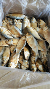 IKAN ASIN BELO ISI 1KG