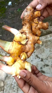 Bangle / Panglai Segar 1 Kg