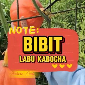 [Virladia Seeds] Biji Benih tanaman Labu Jepang Kabocha