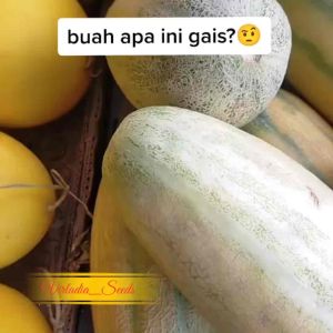 [Virladia Seeds] Biji Benih tanaman Timun mas