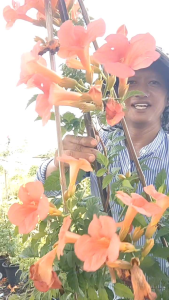 มธุรดา ต้นใหญ่ กระถางใหญ่ 15 นิ้ว ต้นสูง 1.50 เมตร (กทม)