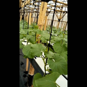 TALI MAJUN PERTANIAN/1Kg tali sebaguna pengganti rafia