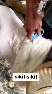 Gunting Papas Bulu Domba Kepris Pegangan Mantap Awet tajam