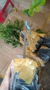 Cây mãng cầu xiêm mãng cầu Thái