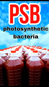 PSB photosynthetic bacteria 5500ml x 2