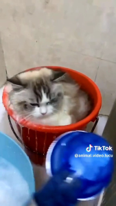 grooming sikat silikon mandi