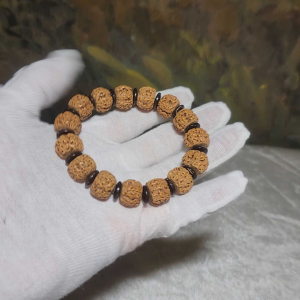 Gegegems premium 14mm Small Species Rudraksha "First Generation Pan Long (Coiling Dragon)" Tibetan cut with 10mm natural coconut shell spacers bracelet