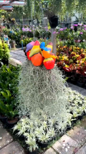 ต้นเคราฤาษี เซตนกน้อย (ตัวนกทำจากเซรามิค ) 1 พวง มี 5 ต้น ไม้รากอากาศ ช่วยดักฝุ่น PM 2.5 เป็นม่านบังแดด ดูดความชื้นภายในบ้าน เลี้ยงง่ายขยายพันธุ์เร็ว.