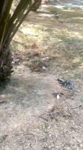 Dodos King Malaya Original Malaysia impor super tajam