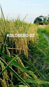 BENIH BIBIT PADI KOLOSEBO GABAH UNGGUL BERKUALITAS KEMASAN 1KG