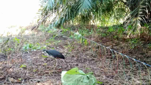jerat burung ruak ruak paket komplit