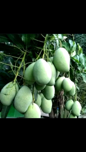 mangga madu/manalagi rujakan 1kg