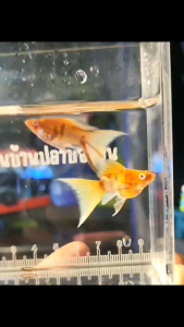 อาหารปลาบอลลูน*ปลาบอลลูนม้าทอง ตๅแดง สายพันธุ์นoกนำเข้ๅ