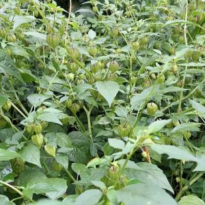 Daun ciplukan segar 400 gram petik langsung-az