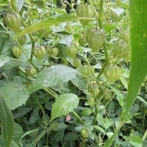 Daun Ciplukan Segar 800 Gram